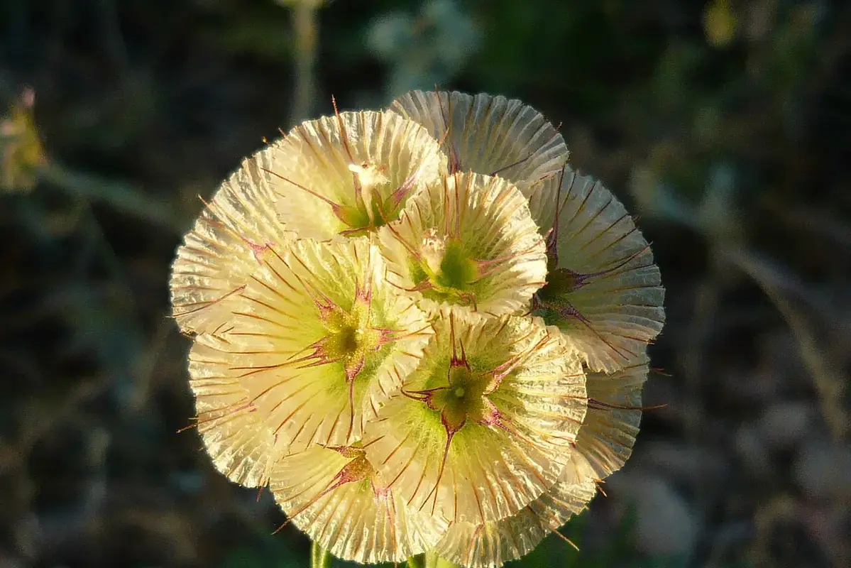 A rounded scabiosa seed head with papery cup-like structures.