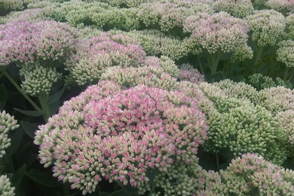 Broad pale pink sedum flower crowns above fleshy green leaves.