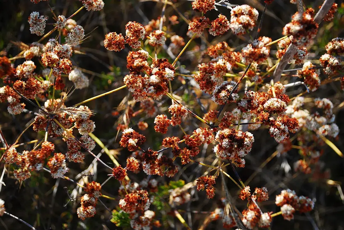 Clusters of dried orange-brown flower heads on thin branches.