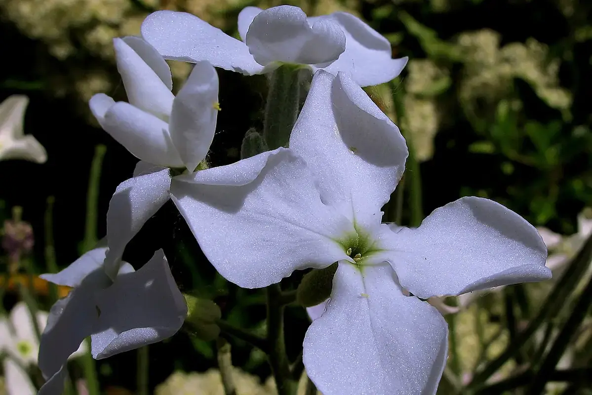 Pale stock flowers on branching stems against dark foliage.