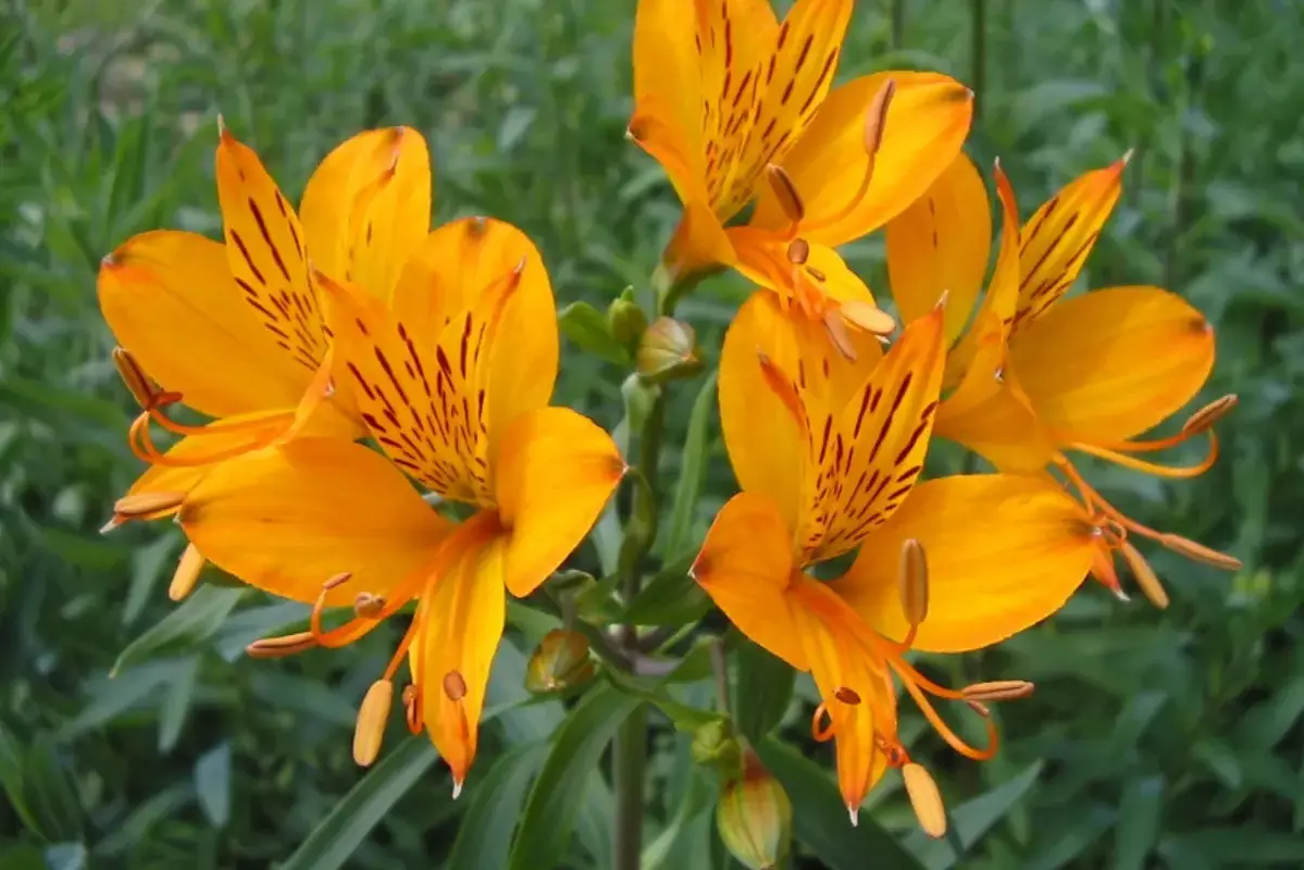 Wikimedia Commons flower photograph related to softened, filtered and tap water labels beside a vase