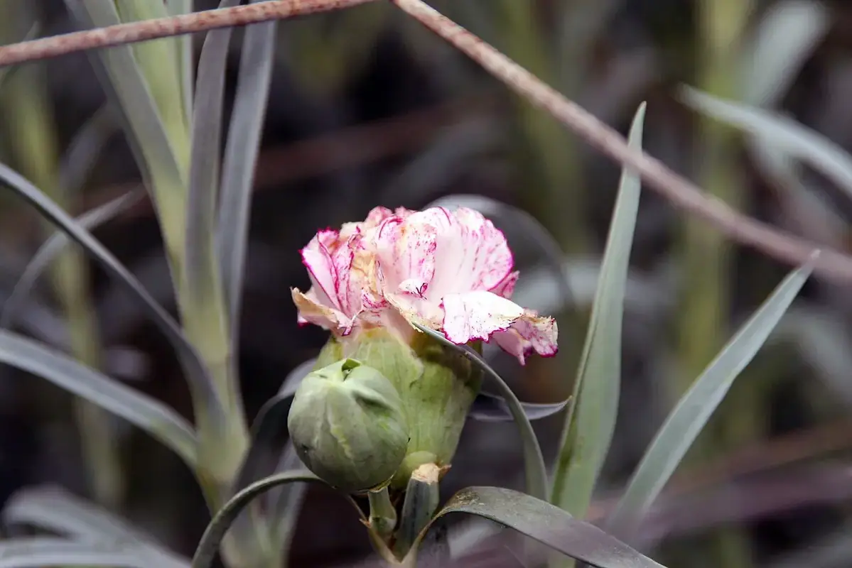 A pink carnation flower emerging above its green calyx.