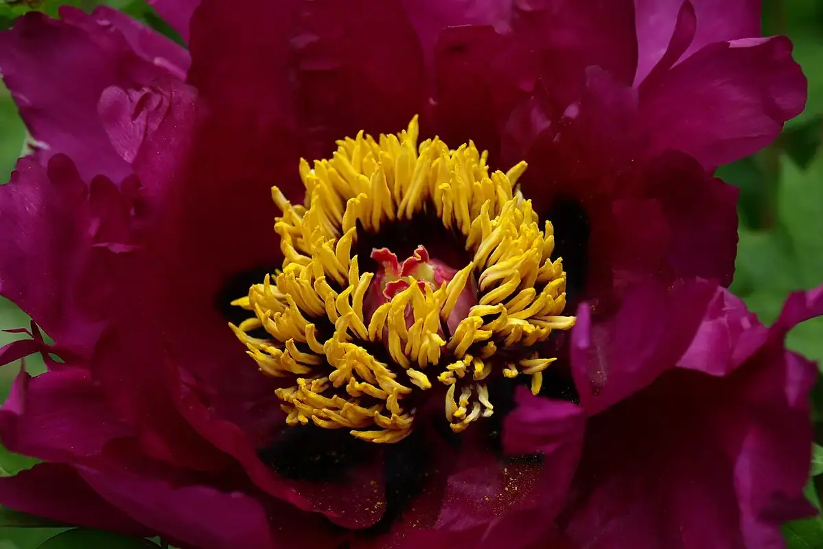 Large mixed bouquet being divided into two smaller clean vases