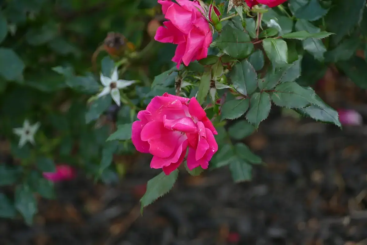 Pink roses growing above dense glossy green leaves.