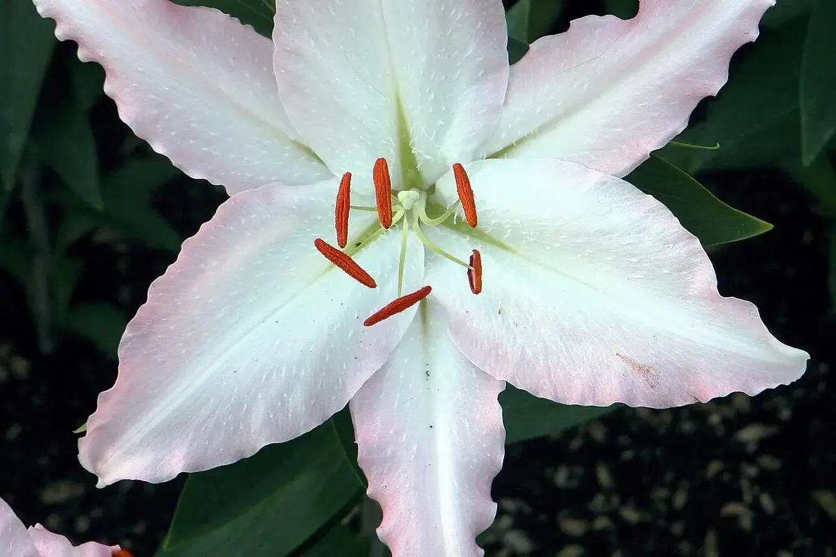 A pale pink lily showing its central stigma and surrounding anthers.