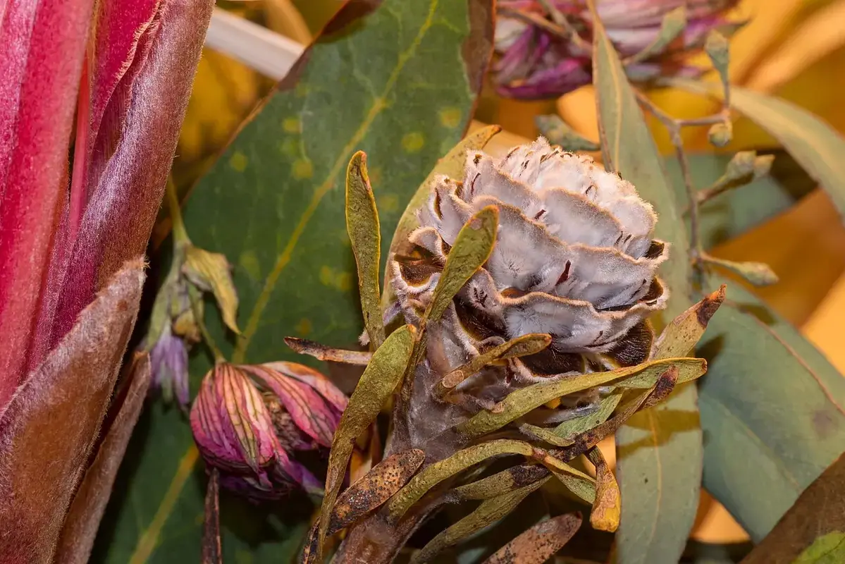 Dried flowers stored in an open archival box with tissue in a dry room