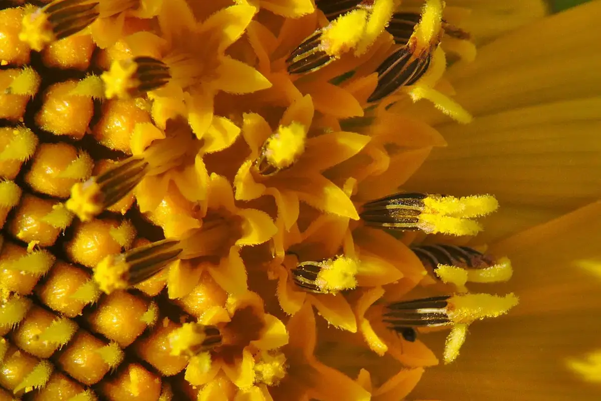 Close view of sunflower disk florets and pollen-bearing structures.