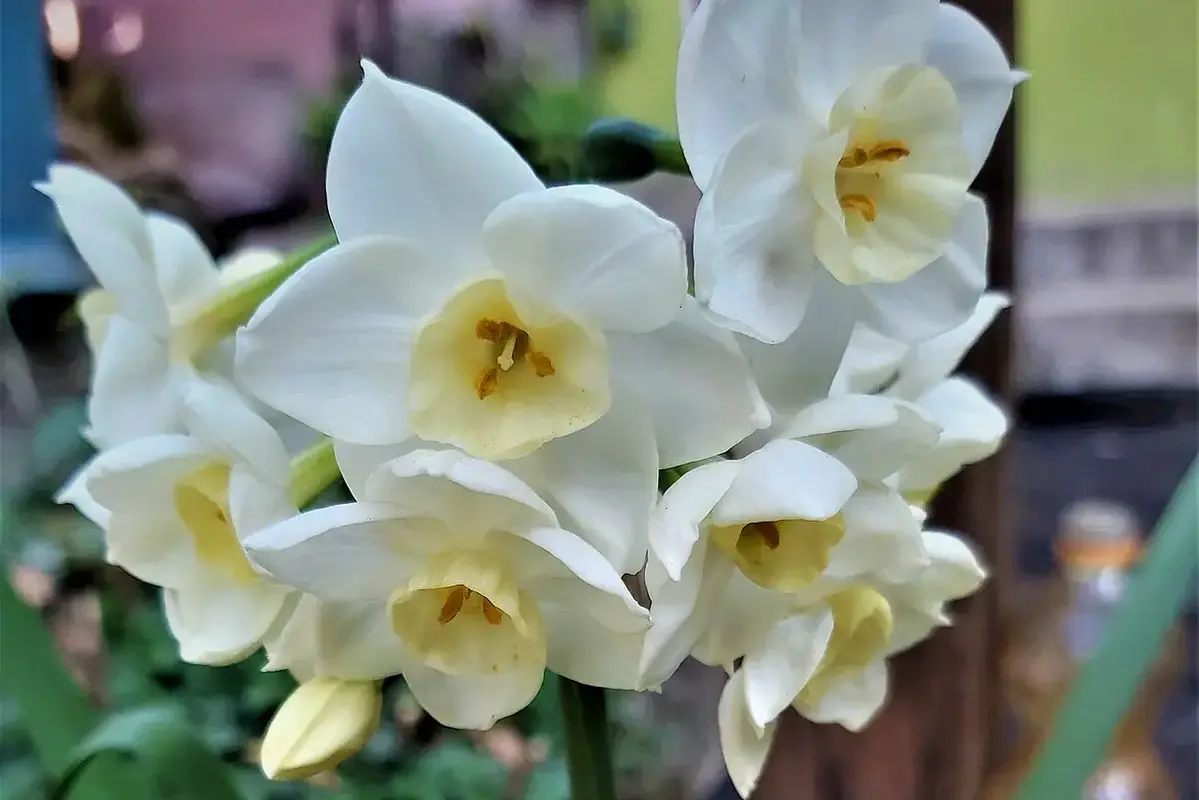 Top-heavy roses supported by neighbouring stems in a mixed vase