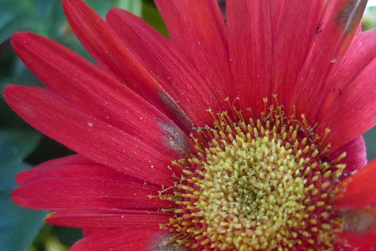 Wikimedia Commons photograph of a gerbera flower with visible gray mold