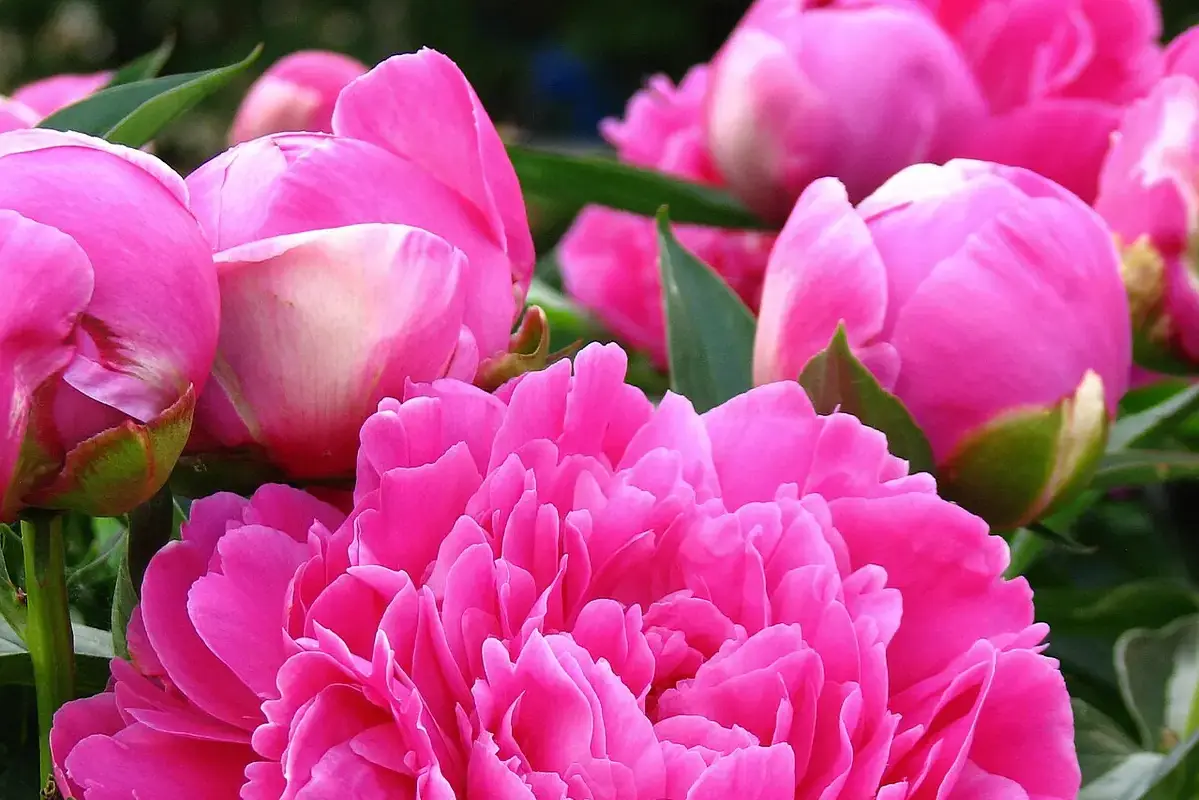 Wikimedia Commons flower photograph related to translucent freeze-damaged petals with firm hydrated tissue