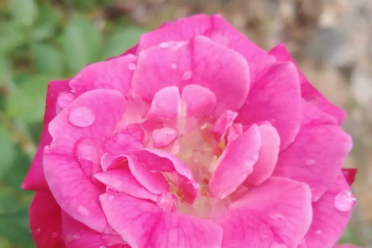 A pink rose flower with droplets resting on its open petals.