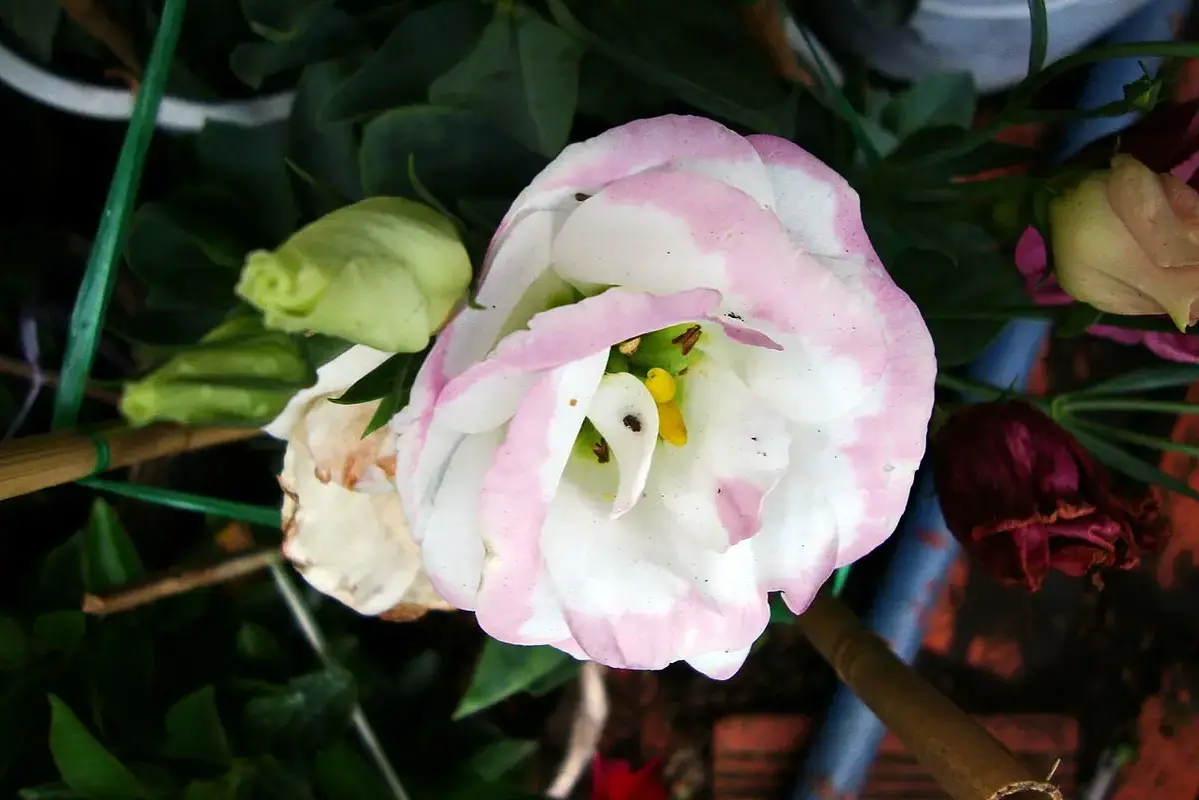 Wrapped fresh flowers being carried before home preparation