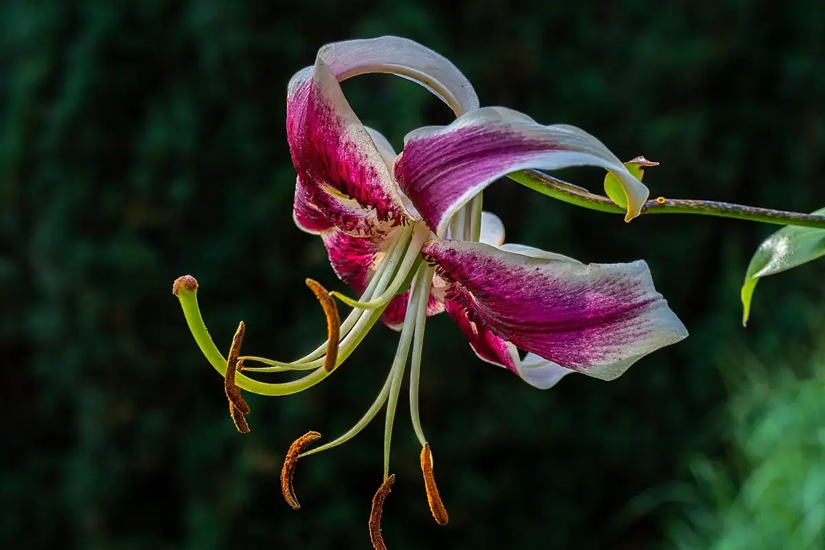 Wikimedia Commons flower photograph related to a shipping crease with natural petal folds on a cut flower