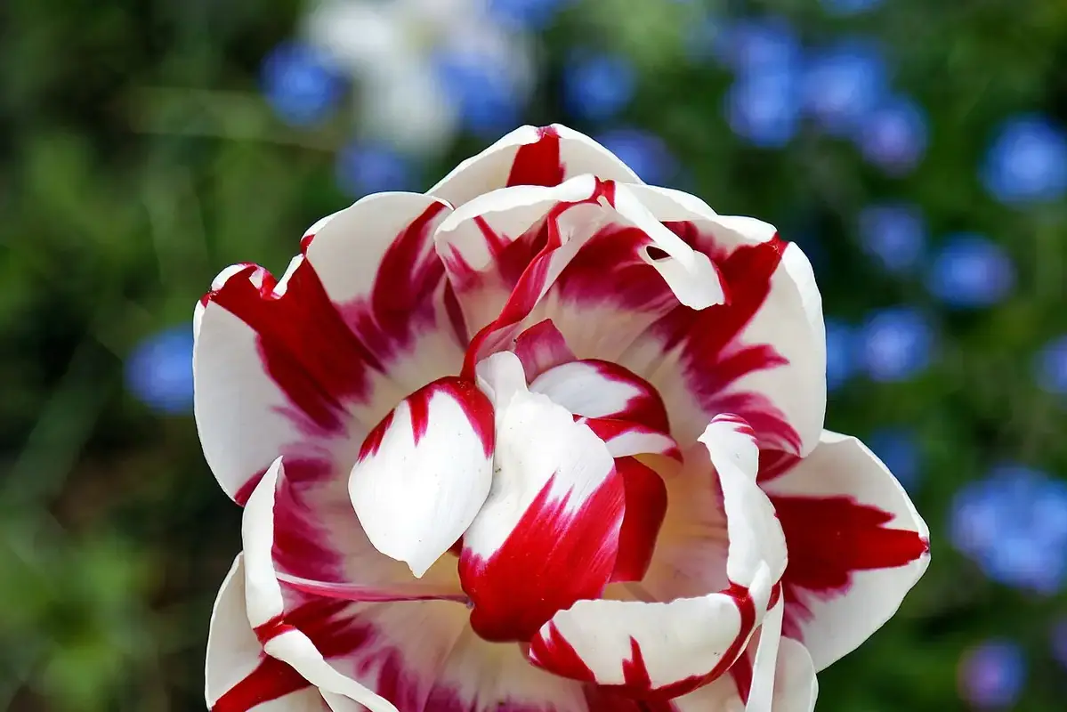 Wikimedia Commons flower photograph related to three planned tulip repositioning stages beside a vase