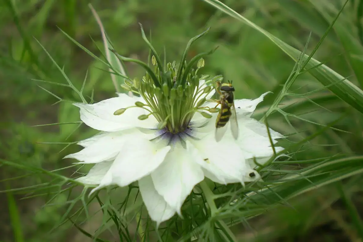 A white nigella flower framed by finely divided green bracts.