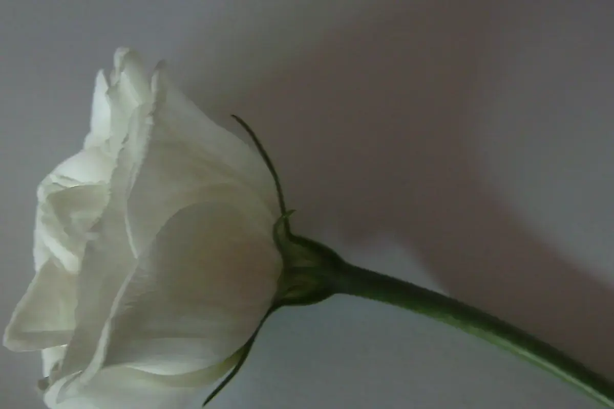 A white lisianthus flower viewed from the side along its green stem.