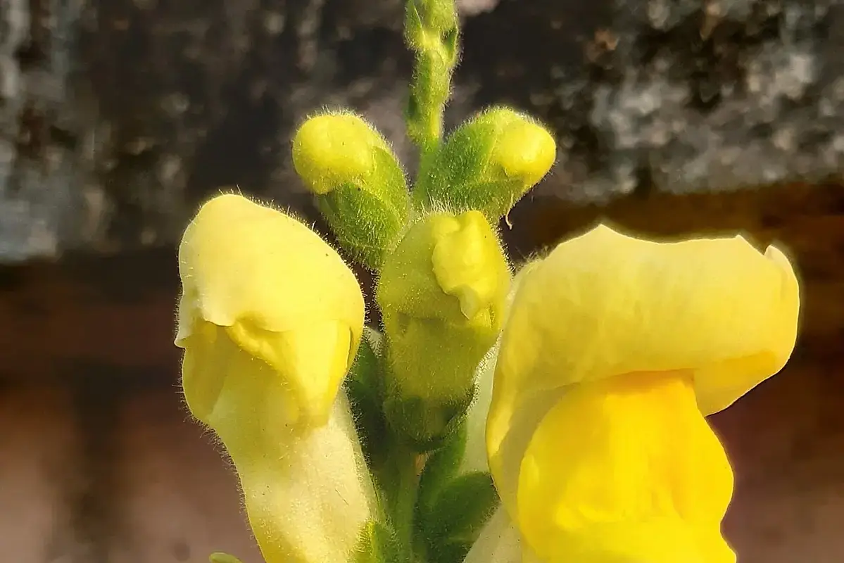 Yellow snapdragon flowers opening beside green buds.