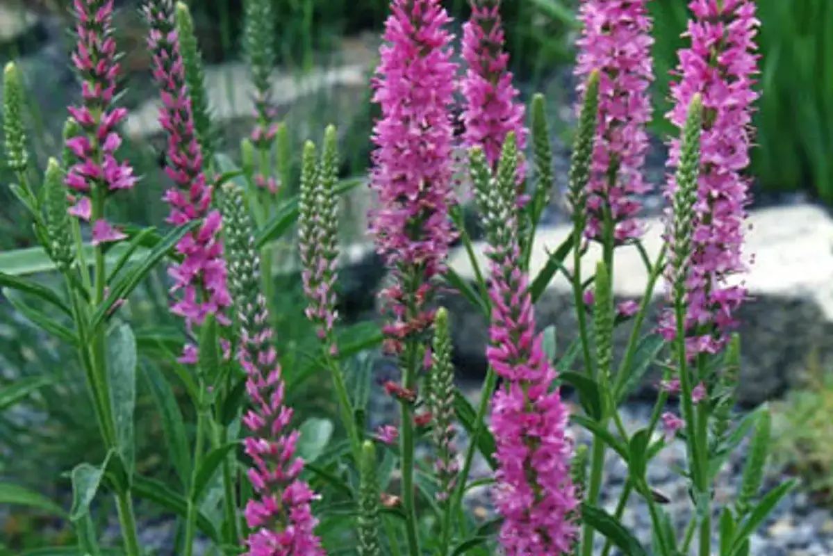 Pink veronica flower spikes with narrow pointed tips.