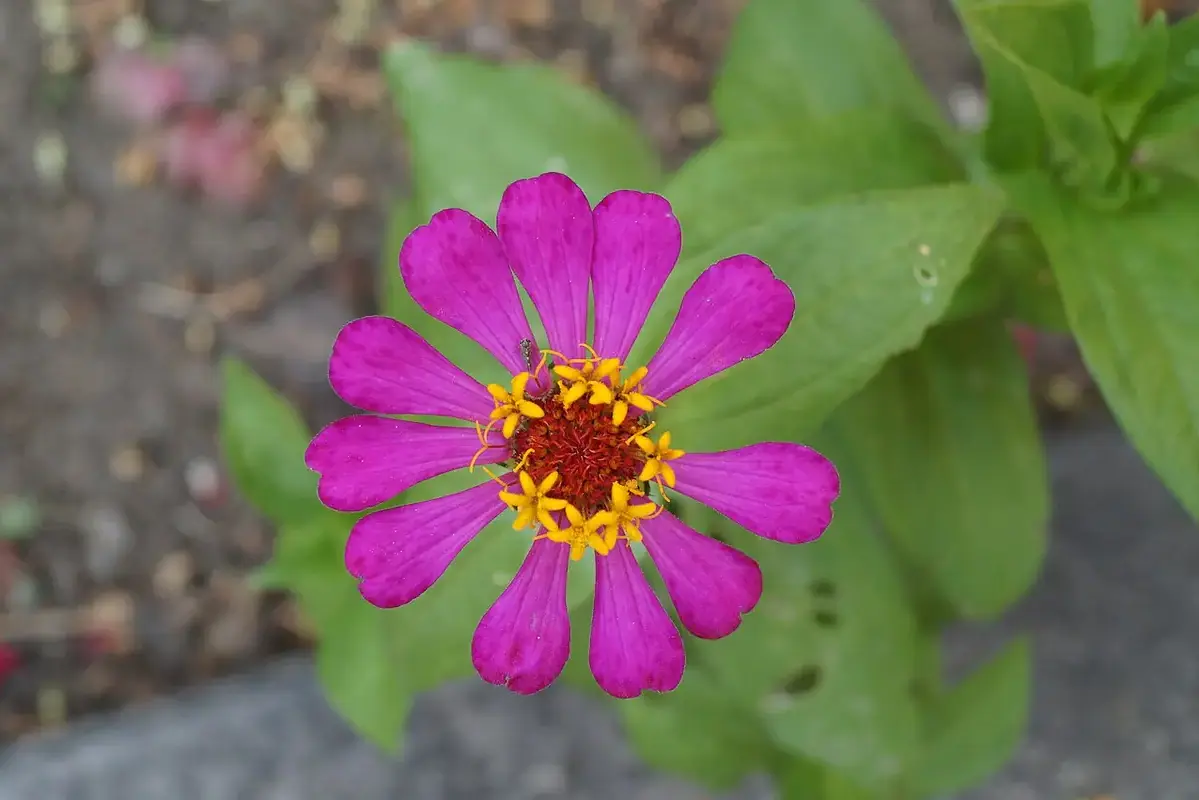 A magenta zinnia with small yellow florets around its centre.