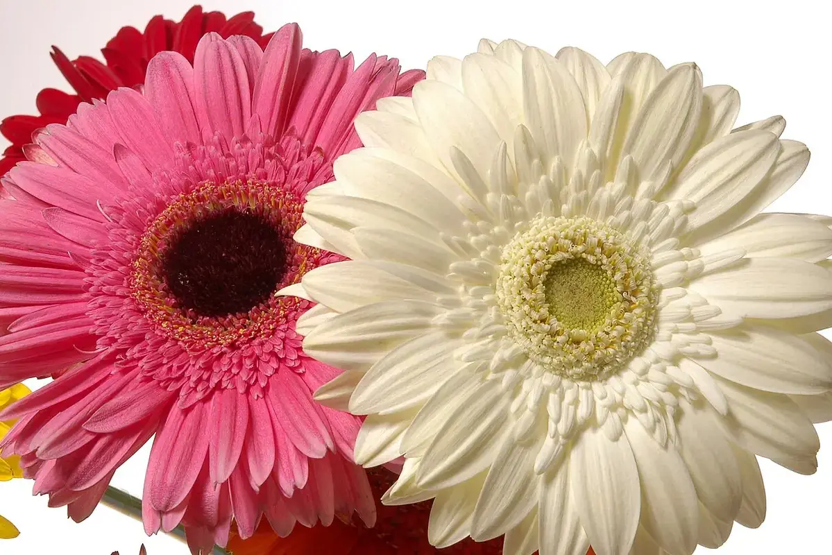 Pink and cream gerbera flowers with broad circular faces.
