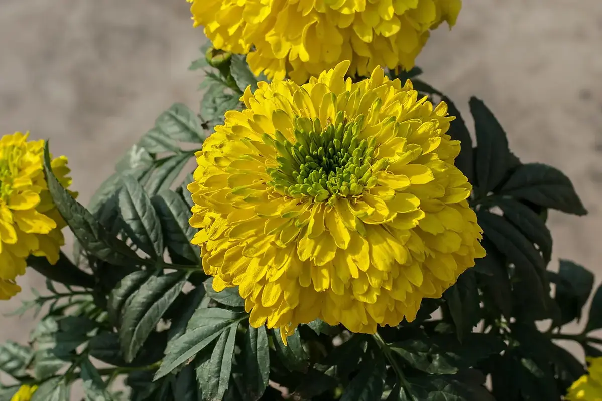 A yellow marigold flower with closely packed folded petals.