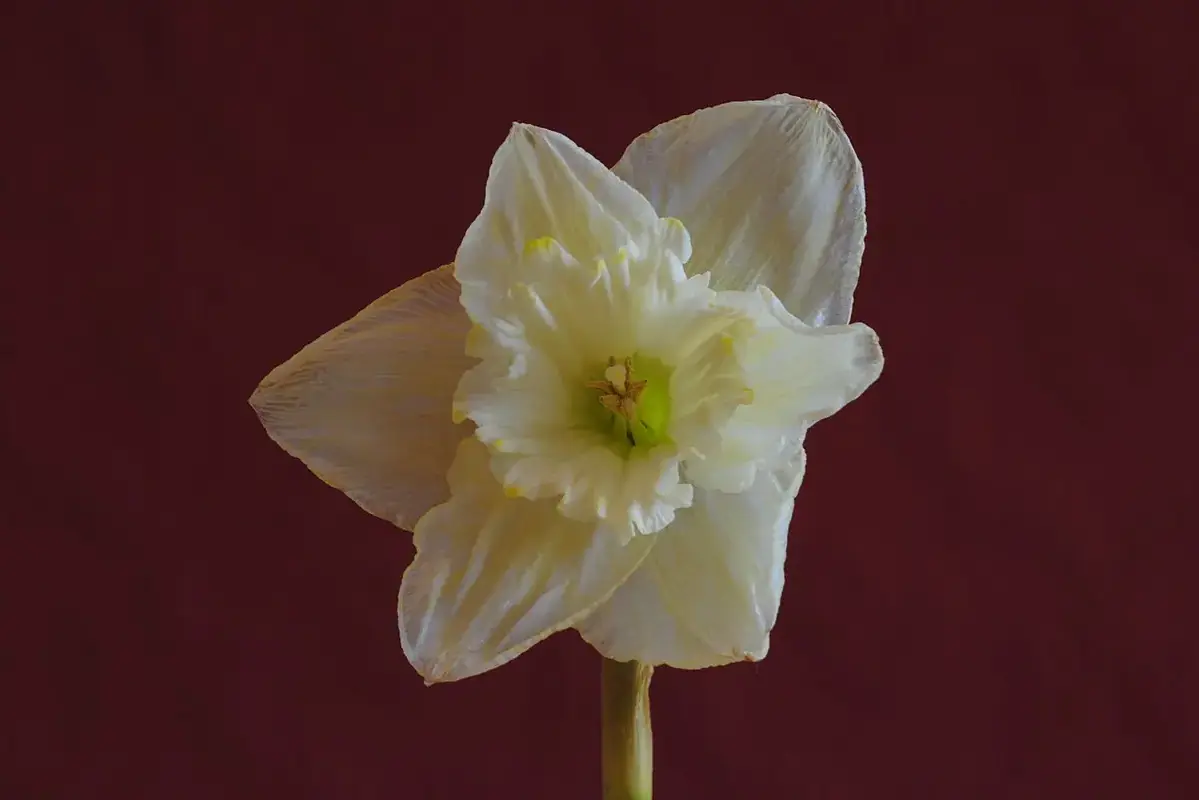 Wikimedia Commons photograph of pale stock flowers suitable for a floral arrangement
