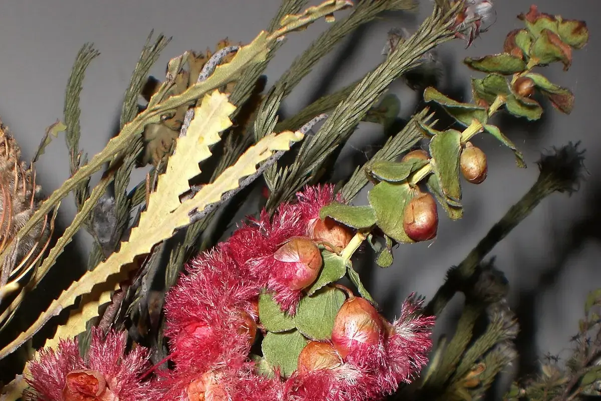 Red dried flowers arranged with pale stems and decorative foliage.