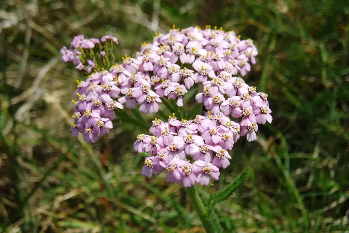 A flat cluster of small pale pink yarrow flowers.