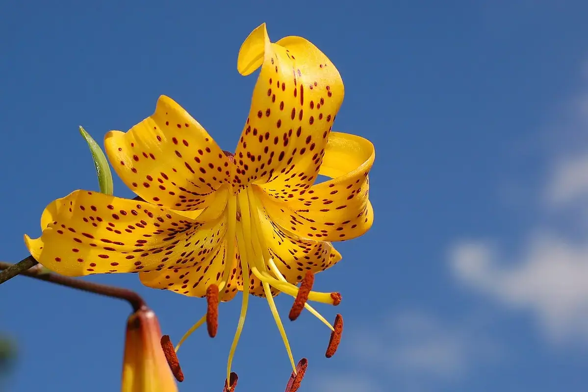 Flower foliage showing early signs of yellowing